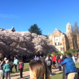 In bloom at the campus of the University of Washington